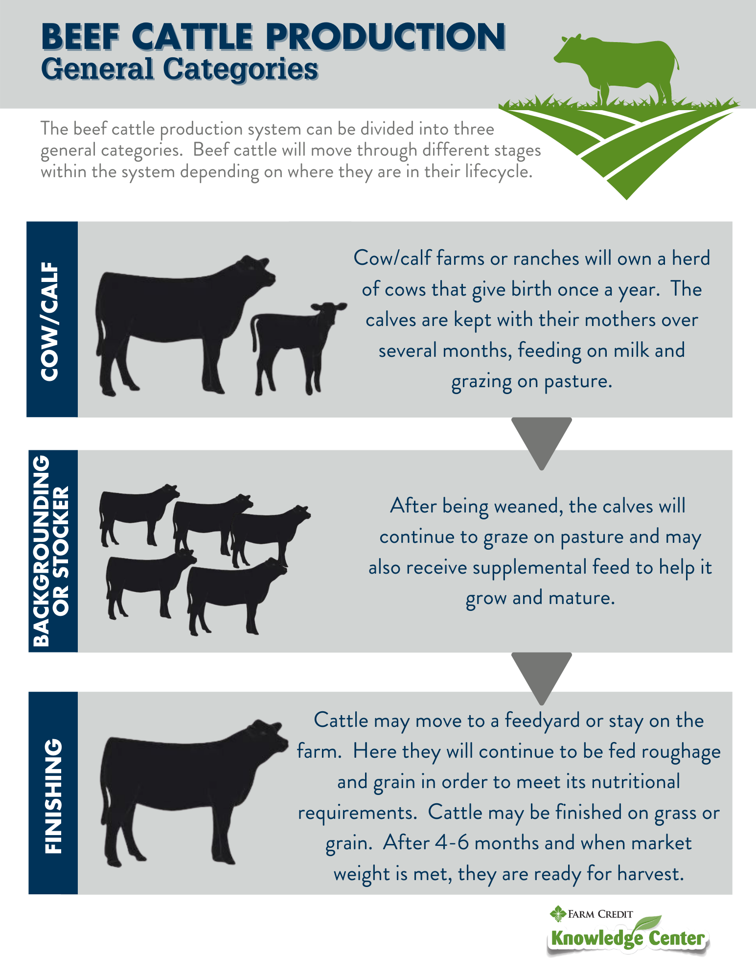 beef cattle operation business plan